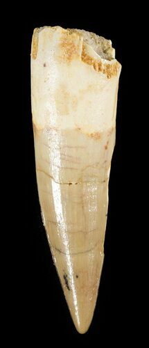 Spinosaurus Tooth - Real Dinosaur Tooth #51392